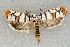  (Ethmia nr. blaineorum - ChamLep-0471)  @11 [ ] Unspecified (default): All Rights Reserved  Unspecified Unspecified