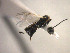  (Apanteles sp. Sff22 - Micro0001)  @12 [ ] Unspecified (default): All Rights Reserved  Unspecified Unspecified
