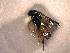  (Microplitis sp. Sff1 - Micro0004)  @12 [ ] Unspecified (default): All Rights Reserved  Unspecified Unspecified