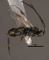  (Apanteles sp. Sff6 - Micro0009)  @13 [ ] Unspecified (default): All Rights Reserved  Unspecified Unspecified