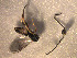  (Apanteles sp. Sff9 - Micro0022)  @12 [ ] Unspecified (default): All Rights Reserved  Unspecified Unspecified