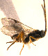  (Apanteles sp. Sff31 - Micro0070)  @14 [ ] Unspecified (default): All Rights Reserved  Unspecified Unspecified