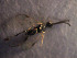  ( - Micro0108)  @12 [ ] Unspecified (default): All Rights Reserved  Unspecified Unspecified