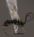  (Apanteles sp. Sff25 - Micro0144)  @13 [ ] Unspecified (default): All Rights Reserved  Unspecified Unspecified