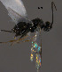  (Apanteles sp. Sff24 - Micro0233)  @13 [ ] Unspecified (default): All Rights Reserved  Unspecified Unspecified