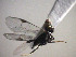  (Apanteles sp. Sff17 - Micro0252)  @12 [ ] Unspecified (default): All Rights Reserved  Unspecified Unspecified