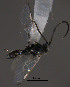  (Apanteles sp. Sff28 - Micro0266)  @12 [ ] Unspecified (default): All Rights Reserved  Unspecified Unspecified