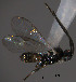  (Apanteles sp. Sff19 - Micro0371)  @13 [ ] Unspecified (default): All Rights Reserved  Unspecified Unspecified
