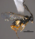  (Apanteles sp. Sff26 - Micro0383)  @13 [ ] Unspecified (default): All Rights Reserved  Unspecified Unspecified