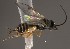  (Apanteles sp. Sff27 - Micro-0483)  @13 [ ] Unspecified (default): All Rights Reserved  Unspecified Unspecified