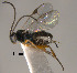  (Apanteles sp. Sff10 - Micro-0500)  @14 [ ] Unspecified (default): All Rights Reserved  Unspecified Unspecified