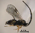  (Apanteles sp. Sff1 - Micro-0506)  @13 [ ] Unspecified (default): All Rights Reserved  Unspecified Unspecified