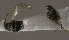  (Apanteles sp. Sff16 - Micro-0531)  @12 [ ] Unspecified (default): All Rights Reserved  Unspecified Unspecified