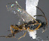  (Apanteles sp. Sff33 - Micro-0535)  @12 [ ] Unspecified (default): All Rights Reserved  Unspecified Unspecified