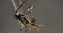  ( - Micro-0555)  @12 [ ] Unspecified (default): All Rights Reserved  Unspecified Unspecified