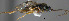  (Apanteles sp. Sff11 - Micro-0556)  @12 [ ] Unspecified (default): All Rights Reserved  Unspecified Unspecified
