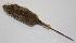  (Peromyscus simulus - CIBNOR-20542)  @13 [ ] Copyright (2012) Unspecified Unspecified