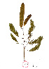  ( - Corona107)  @11 [ ] CreativeCommons - Attribution Non-Commercial Share-Alike (2013) Ismari Ramirez Instituto de Biologia UNAM