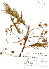  (Acacia hayesii - Ibarra1597)  @11 [ ] CreativeCommons - Attribution Non-Commercial Share-Alike (2013) Ismari Ramirez Instituto de Biologia UNAM
