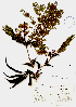  (Acacia mayana - Ibarra1449)  @11 [ ] CreativeCommons - Attribution Non-Commercial Share-Alike (2013) Ismari Ramirez Instituto de Biologia UNAM