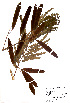  ( - Campos5887)  @11 [ ] CreativeCommons - Attribution Non-Commercial Share-Alike (2013) Ismari Ramirez Instituto de Biologia UNAM