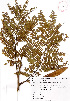  ( - Mendoza99)  @11 [ ] CreativeCommons - Attribution Non-Commercial Share-Alike (2013) Ismari Ramirez Instituto de Biologia UNAM