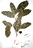  ( - Campos6756)  @11 [ ] CreativeCommons - Attribution Non-Commercial Share-Alike (2013) Ismari Ramirez Instituto de Biologia UNAM