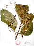  (Citharexylum affine - Campos6743)  @11 [ ] CreativeCommons - Attribution Non-Commercial Share-Alike (2013) Ismari Ramirez Instituto de Biologia UNAM