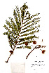  (Cojoba arborea - Campos5872)  @11 [ ] CreativeCommons - Attribution Non-Commercial Share-Alike (2013) Ismari Ramirez Instituto de Biologia UNAM