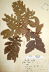  (Cojoba graciliflora - Sinaca941)  @11 [ ] CreativeCommons - Attribution Non-Commercial Share-Alike (2013) Ismari Ramirez Instituto de Biologia UNAM