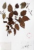  ( - Campos5414)  @11 [ ] CreativeCommons - Attribution Non-Commercial Share-Alike (2013) Ismari Ramirez Instituto de Biologia UNAM