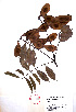  (Lonchocarpus cruentus - Campos6368)  @11 [ ] CreativeCommons - Attribution Non-Commercial Share-Alike (2013) Ismari Ramirez Instituto de Biologia UNAM