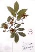  ( - Campos6132)  @11 [ ] CreativeCommons - Attribution Non-Commercial Share-Alike (2013) Ismari Ramirez Instituto de Biologia UNAM