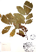  (Lonchocarpus luteomaculatus - Sousa13406)  @11 [ ] CreativeCommons - Attribution Non-Commercial Share-Alike (2013) Ismari Ramirez Instituto de Biologia UNAM