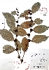  (Maytenus purpusii - Velasco582)  @11 [ ] Copyright  K. Hernandez y P. Mendoza 2010 Unspecified