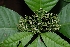  (Psychotria limonensis - Salazar8006)  @11 [ ] Copyright  Gerardo Salazar 2010 Unspecified