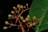  (Hamelia longipes - Salazar8013)  @11 [ ] Copyright  Gerardo Salazar 2010 Unspecified