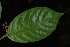  (Hamelia longipes - Salazar8013)  @11 [ ] Copyright  Gerardo Salazar 2010 Unspecified