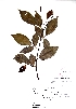  (Swartzia myrtifolia - Gomez90)  @11 [ ] CreativeCommons - Attribution Non-Commercial Share-Alike (2013) Ismari Ramirez Instituto de Biologia UNAM