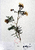  ( - Corona38)  @11 [ ] CreativeCommons - Attribution Non-Commercial Share-Alike (2013) Ismari Ramirez Instituto de Biologia UNAM