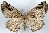  ( - CNIN-GEO-00038)  @11 [ ] No Rights Reserved (2022) Tanner A. Matson Colección Nacional de Insectos de México