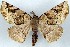  ( - CNIN-GEO-00040)  @11 [ ] No Rights Reserved (2022) Tanner A. Matson Colección Nacional de Insectos de México