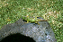  (Sceloporus formosus - MXHER090)  @11 [ ] Copyright (2010) Copyright Museo de Zoologa 