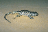  (Sceloporus mucronatus - MXHER100)  @14 [ ] Copyright (2010) Copyright Museo de Zoologa 
