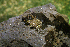 ( - MXHER243)  @11 [ ] Copyright (2010) Copyright Museo de Zoologa 