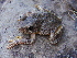  (Hyla arenicolor - MXHER017)  @11 [ ] Copyright (2015) Copyright Universidad Nacional Autonoma de Mexico, Facultad de Ciencias