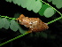  (Dendropsophus sartori - MXHER030)  @14 [ ] CreativeCommons - Attribution Non-Commercial No Derivatives (2014) Virginia Leon Universidad Nacional Autonoma de Mexico, Instituto de Biologia