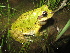  ( - MXHER173)  @14 [ ] CreativeCommons - Attribution Non-Commercial No Derivatives (2014) Virginia Leon Universidad Nacional Autonoma de Mexico, Instituto de Biologia
