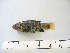  (Cyprinodon verecundus - MXIII-21)  @14 [ ] Unspecified (default): All Rights Reserved  Unspecified Unspecified
