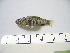  (Cyprinodon simus - MXIII-33)  @14 [ ] Unspecified (default): All Rights Reserved  Unspecified Unspecified